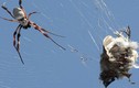 Kinh hoàng xem nhện “khủng” xơi tái chim 