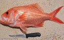 “Cụ” cá hồi đỏ U90 lập kỷ lục già nhất thế giới