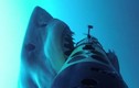 Những động vật gây ức chế nhất: Cá mập cắn cáp quang