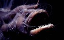 Đời sống tình dục kỳ quái của cá quỷ Anglerfish