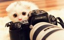 Ảnh đáng yêu về động vật bên ống kính máy ảnh 
