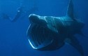 10 hành trình bơi kinh khiếp nhất của cá mập