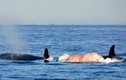 Xem cá voi sát thủ săn mồi khốc liệt ngoài đại dương