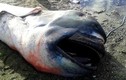 Xác cá mập miệng to quý hiếm dạt vào bờ biển Philippines