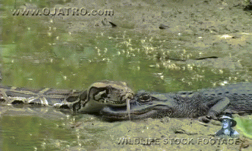 Trăn khổng lồ thản nhiên gối đầu kẻ thù cá sấu