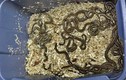 Hàng trăm con rắn ngủ đông tại một công trường xây dựng