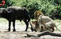 Màn săn mồi gây “đỏ mặt” nhất của vợ chồng sư tử