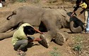 Giải cứu cụ voi mù 60 tuổi khỏi người chủ lợi dụng