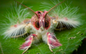 Những loài động vật chân đốt kỳ quái, xinh đẹp ở Belize