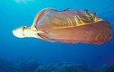 Khám phá loài bạch tuộc “hiếm có khó tìm” trên thế giới