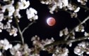 Ngắm ảnh Mặt trăng máu vừa xuất hiện đẹp hoàn mỹ
