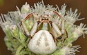 Kỳ lạ loài nhện đổi màu sắc chóng mặt khi đi săn