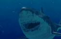 Zoom cá mập khổng lồ là “cỗ máy giết người” siêu hạng