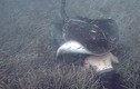 Thót tim xem cá đuối khổng lồ rỉa đầu thợ lặn