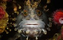Ảnh sinh vật kỳ lạ thắng giải nhiếp ảnh dưới nước 2015