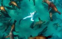Ngoạn mục cảnh cô gái bơi giữa hàng trăm sư tử biển