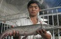 Xem những loài cá quái dị hiện diện ở Việt Nam