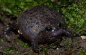 Loài ếch kỳ lạ đen xì, to tròn và cáu kỉnh