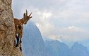 Khám phá sốc khả năng leo núi “thần thánh” của loài dê