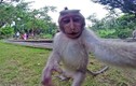 Khỉ tinh nghịch giật máy ảnh du khách để “tự sướng“