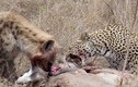 Màn săn linh dương đẫm máu của báo đốm và linh cẩu