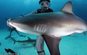 Cá mập “bất tỉnh” trước những vuốt ve của thợ lặn
