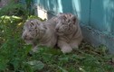 Hổ trắng quý hiếm sinh hạ được tới 5 hổ con