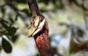 Xem rắn độc mắc nghẹn vì cố nuốt chửng đồng loại