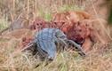 Cá sấu khổng lồ vùng vẫy trong hàm sư tử đói