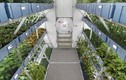 NASA trồng rau xanh trên không gian thành công 