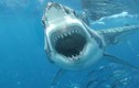 Đời sống tình dục gây choáng của cá mập trắng