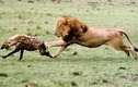 Sư tử hung dữ đuổi linh cẩu chạy "bán sống bán chết"