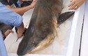 Cận cảnh cá mập nặng hơn 100kg ở Hà Nội