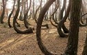 Bí ẩn rừng thông trăm tuổi bị uốn cong tại Ba Lan