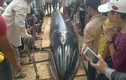 Phú Yên: Cá Ông Nam Hải nặng gần 2 tấn dạt bờ