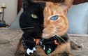 Mèo có khuôn mặt hai màu "náo loạn" mạng xã hội