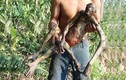 Phát hiện sinh vật "nửa người nửa khỉ" trong rừng rậm Amazon