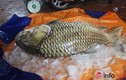 Tận mục cá hô khổng lồ nặng hơn tạ ở Sài Gòn