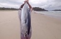 Mới lạ độc chiêu câu cá bằng… camera bay