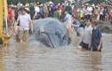 Cận cảnh giải cứu cá voi 15 tấn mắc cạn ở Nghệ An
