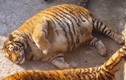 Khó tin có thật: Hổ Siberia quý hiếm với thân hình béo ú
