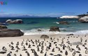 Những hình ảnh chim cánh cụt Nam Phi "yêu không tả nổi"