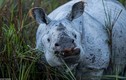 Những hình ảnh gây ám ảnh về loài tê giác