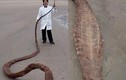 Kỳ bí "quái vật" khổng lồ trôi dạt vào bờ biển Nhật Bản