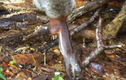 Kinh dị loài sóc ma cà rồng ở ĐNA có sở thích hút máu