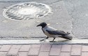 Lạ độc: Chim đầu to đỡ chết vì tai nạn giao thông hơn