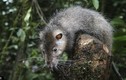 Hết hồn với chuột khổng lồ không sợ người ở Papua New Guinea