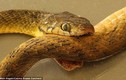 Bí ẩn loài rắn "ăn đuôi tự sát" đã có lời giải