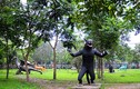 Thám hiểm khu vườn toàn "quái thú" độc dị nhất Việt Nam