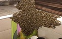 Hết hồn với đàn ong "khủng" đến "chiếm nhà" ở Hà Nội